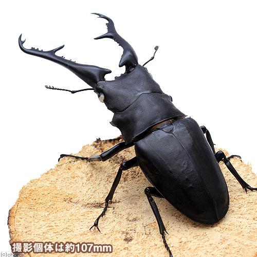 昆虫）ギラファノコギリクワガタ（亜種ケイスケ）フローレス産 成虫