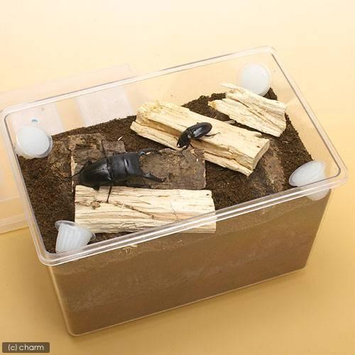 チャーム（charm） ヒラタ ノコギリ産卵セット 説明書付き 昆虫