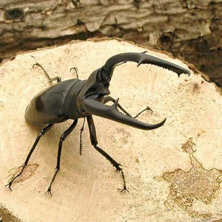 昆虫 マンディブラリスフタマタクワガタ スマトラ産 成虫 ｗｄ ９０ ９４ｍｍ １ペア 沖縄別途送料