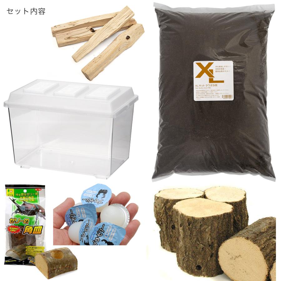 チャーム（charm） ヒラタ ノコギリ産卵セット 説明書付き 昆虫