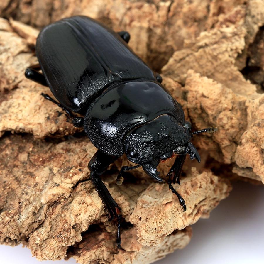 昆虫）国産オオクワガタ 山梨県韮崎市産 成虫 70〜74mm（1ペア