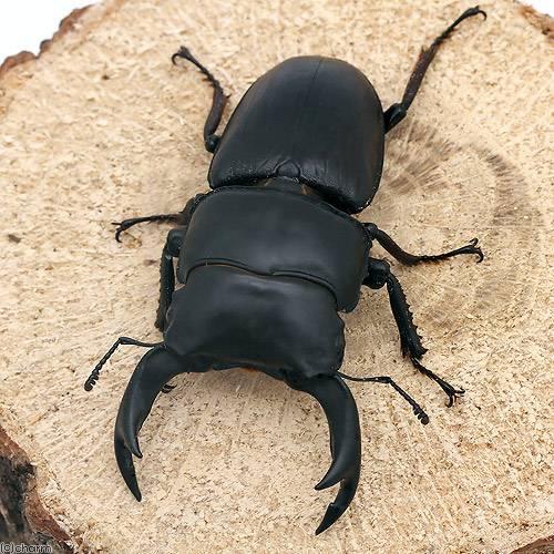昆虫）（B品）国産オオクワガタ 愛知県祖父江産 成虫 75〜79mm
