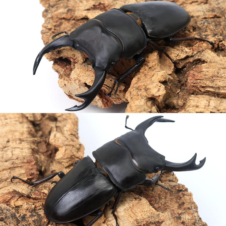 昆虫）国産オオクワガタ 兵庫県阿古谷産 成虫 75〜79mm（1ペア