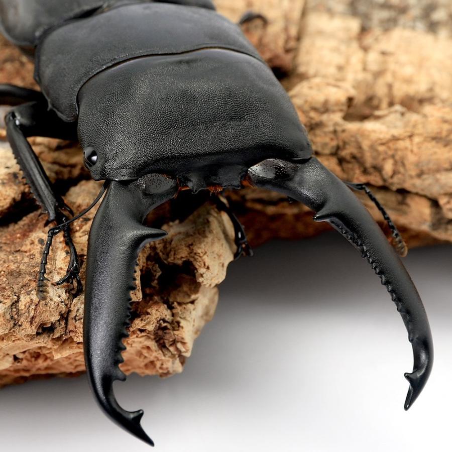 昆虫）パラワンオオヒラタクワガタ マンタリンガハン産 成虫 95