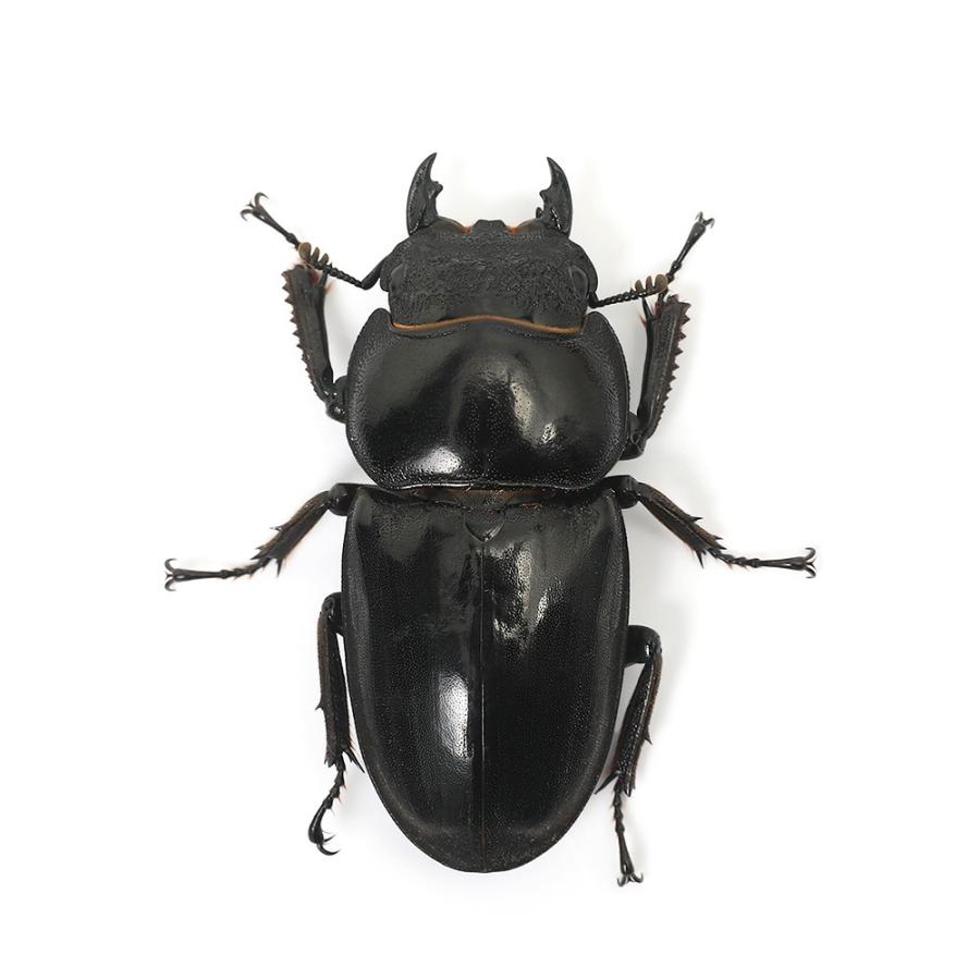 昆虫）パラワンオオヒラタクワガタ マンタリンガハン産 成虫 95