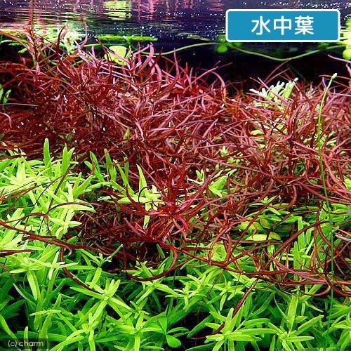 ルドヴィジア・スーパーレッド(Ludwigia'Super Red') 水上葉10本 ルドウィジア スーパーレッドボンサイ 2025