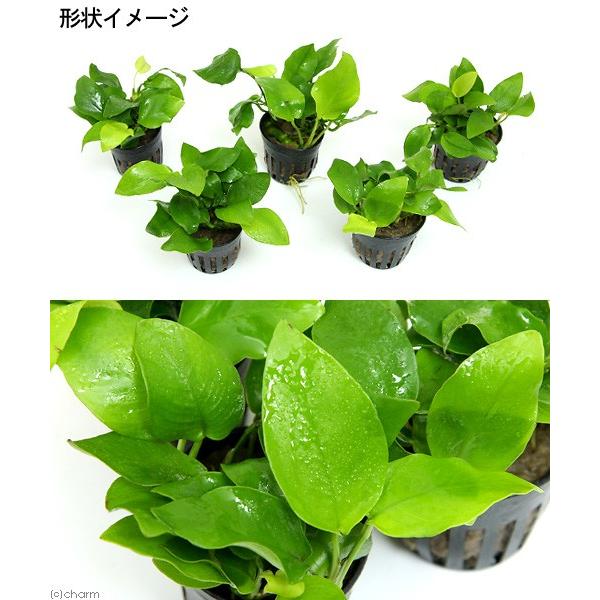 水草 アヌビアスナナ ゴールデン ３ポット分 チャーム Charm Paypayモール店 通販 Paypayモール