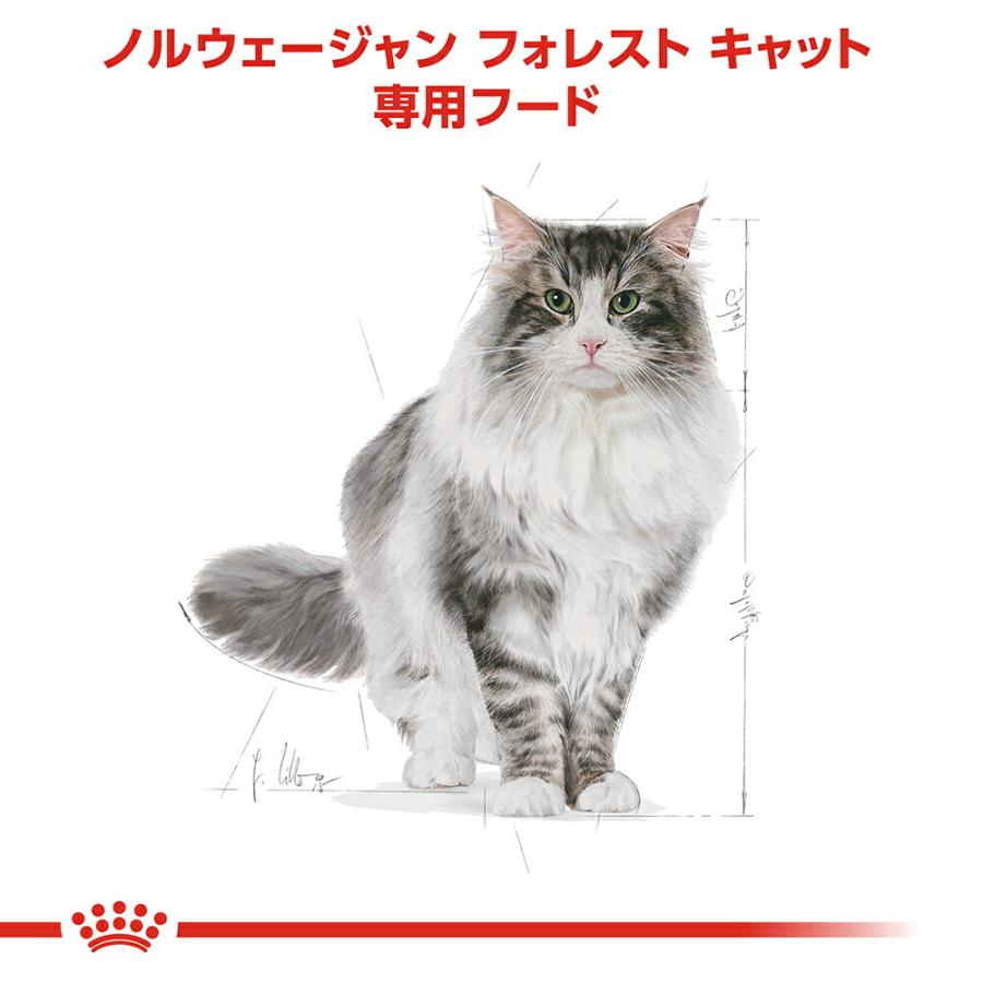 ロイヤルカナン　猫　ノルウェージャン　フォレスト　キャット　成猫用　生後１２ヵ月齢から１２歳まで　４００ｇ　ジップ無し（キャットフード　ドライ）｜chanet｜02