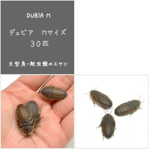 （生餌）デュビア（アルゼンチンモリゴキブリ）　Ｍサイズ（３０匹）　爬虫類　大型魚　餌　エサ　活餌｜chanet｜02