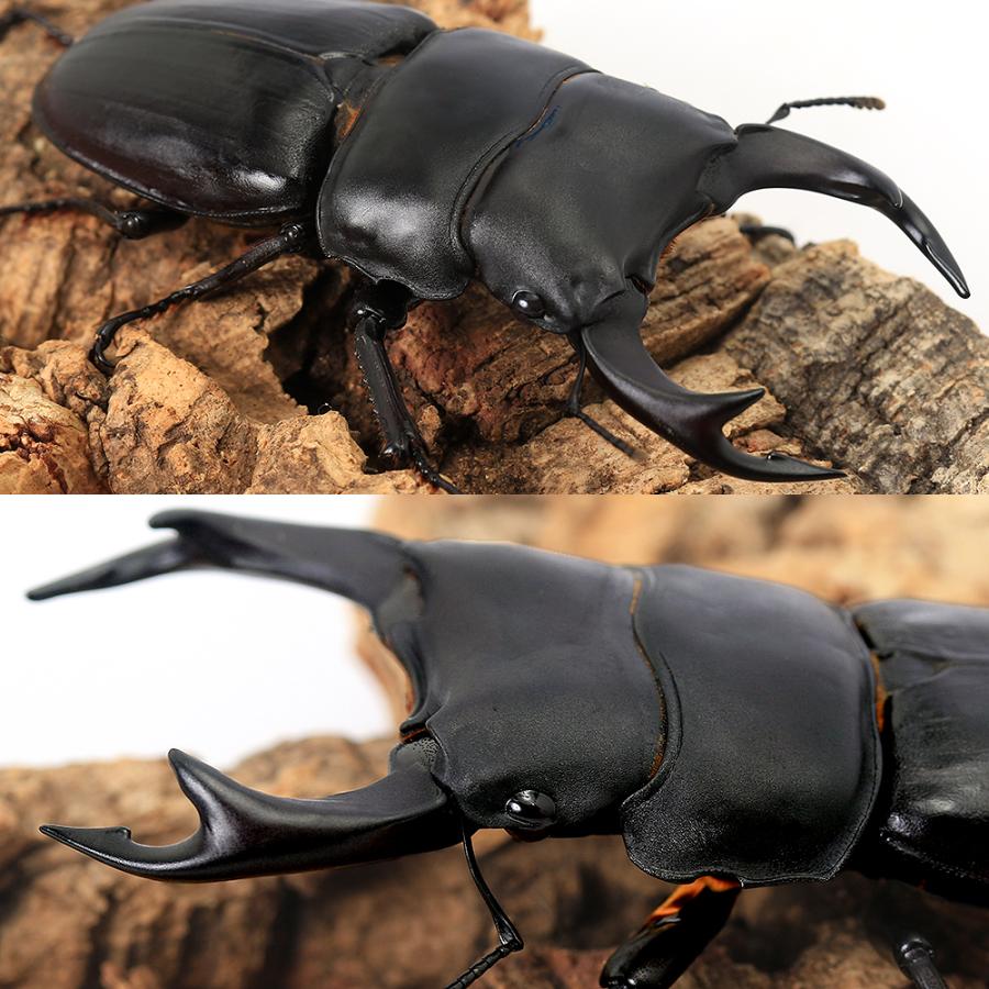 大型血統 久留米産オオクワガタ ♂6匹 ♀8匹 セットを3セット