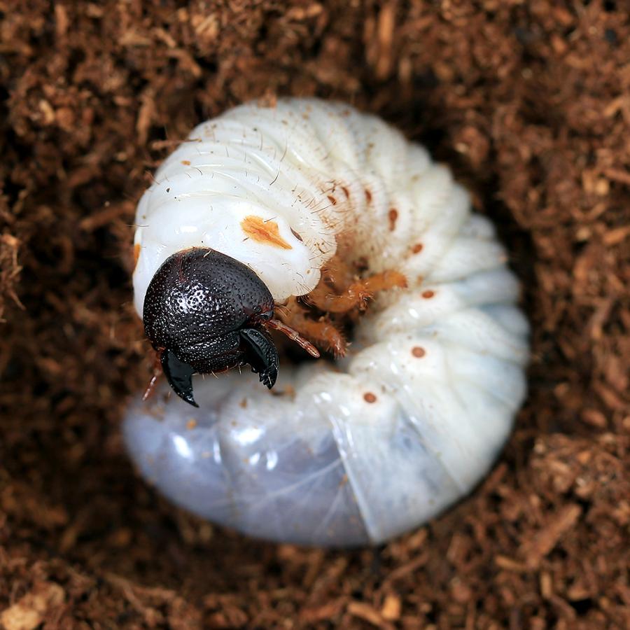 昆虫 アトラスオオカブトムシ ミンダナオ島産 幼虫 初 ２令 １匹 Fjellpryd No