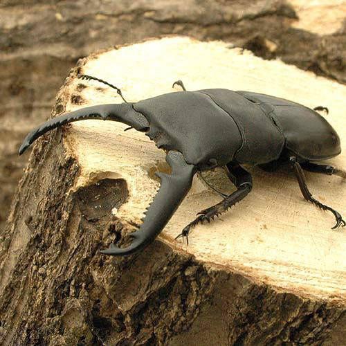 昆虫 パラワンオオヒラタクワガタ フィリピン ブルックスポイント産 ８５ ８９ｍｍ １ペア 沖縄別途送料 セール 登場から人気沸騰