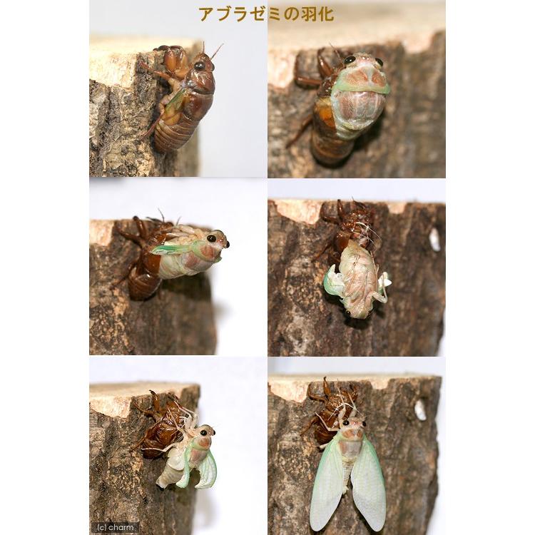 （昆虫）セミの抜け殻　ＭＬサイズ（１０個）｜chanet｜04