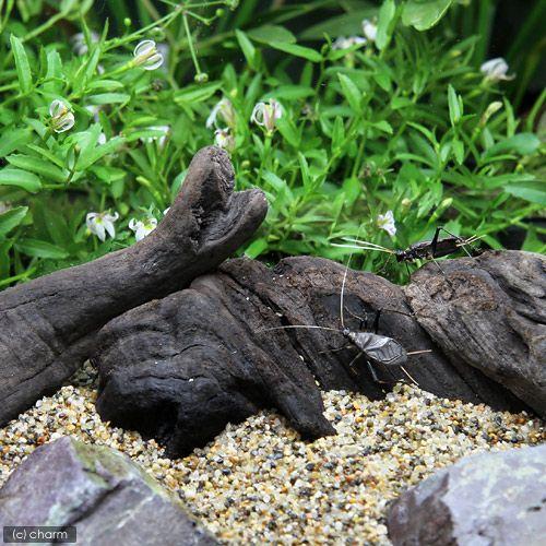 （昆虫）スズムシ　鈴虫　成虫　ＣＢ（３ペア）　北海道・九州航空便要保温（Yahoo!・チャーム charm ヤフー店）