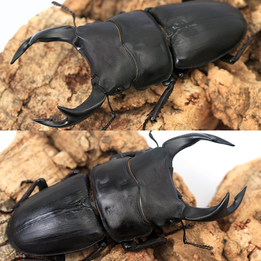 Shiba-Tsumugi 　WD滋賀県産オオクワガタ標本ペア Shiba-Tsumugi 様専用 WD滋賀県産オオクワガタ標本ペア - メルカリ