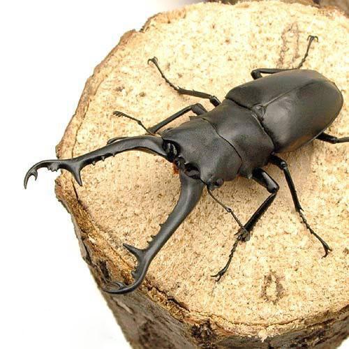 昆虫）ギラファノコギリクワガタ（亜種ケイスケ）ロンボク産 成虫 WD