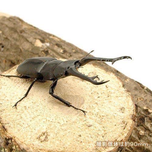 昆虫）ギラファノコギリクワガタ（亜種ケイスケ）ロンボク産 成虫 WD