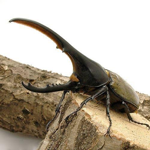 Sale 58 Off 昆虫 メス単品 ヘラクレス グアドループ産 幼虫 ３令 １匹 ヘラクレスオオカブトムシ Riosmauricio Com