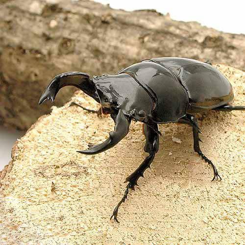 コンゴ産　タランドツツヤクワガタ　86mm 昆虫）タランドゥスオオツヤクワガタ コンゴ産 CB 成虫 60