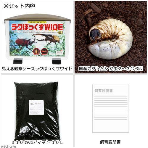 チャーム（charm） （昆虫）見える観察ケース ラクぼっくす ワイド