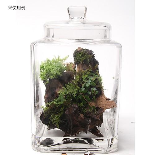 ピクタ 活着君 M 48×30cm 植物を育てる布 テラリウム