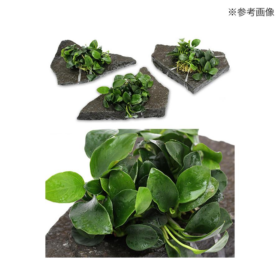 モス活着用バンド ２０本入 水草 モス コケ 着生蘭 チャーム Charm ヤフー店 通販 Yahoo ショッピング