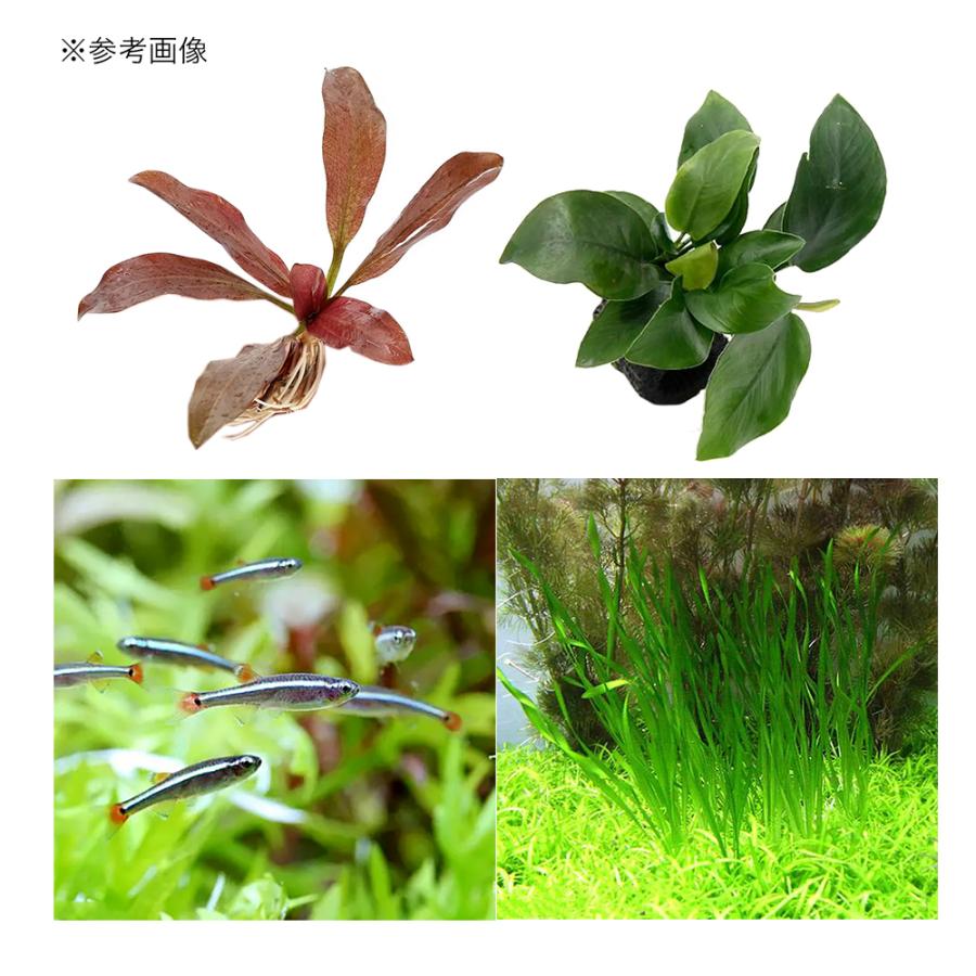 ってから 熱帯魚 水草 ｌｅｄアークアクアリウム Charm Paypayモール店 通販 Paypayモール 水槽