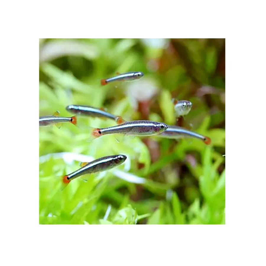 ってから 熱帯魚 水草 ｌｅｄアークアクアリウム Charm Paypayモール店 通販 Paypayモール 水槽