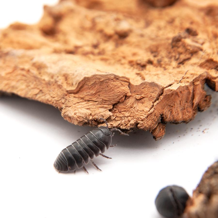 ワラダンの隠れ家 ２個入り コルク樹皮 昆虫 ワラジムシ ダンゴムシ レイアウト用品 足場 隠れ家 チャーム Charm ヤフー店 通販 Yahoo ショッピング