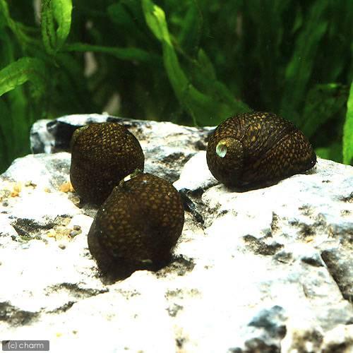 エビ 貝 石巻貝 よりなし 無選別 １００ｇ 約２８０匹 北海道航空便要