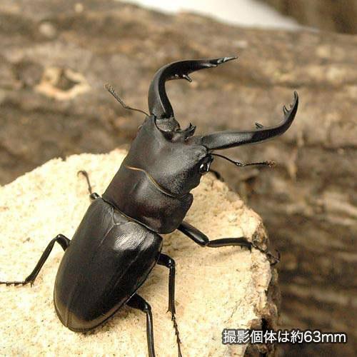 昆虫）アマミノコギリクワガタ 鹿児島県奄美大島産 成虫 70