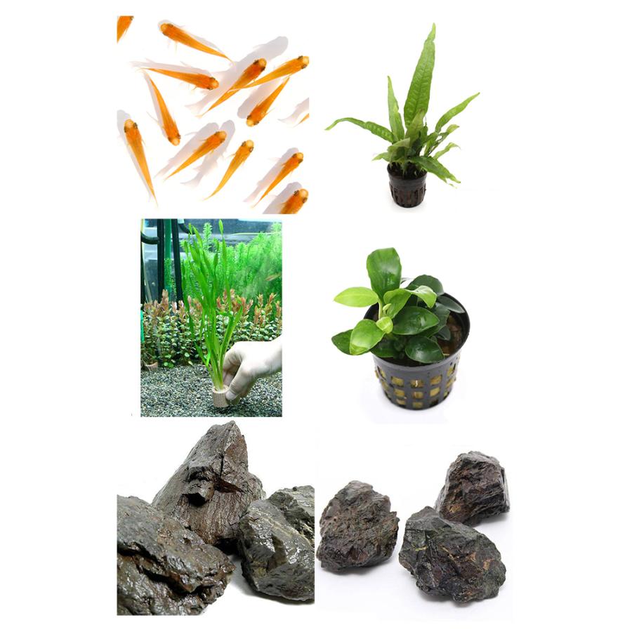 100 本物保証 めだか 水草 レグラスｆ ２５ブラックシリコン水槽セット お一人様１点限り 本州四国限定 公式 Studiostodulky Cz