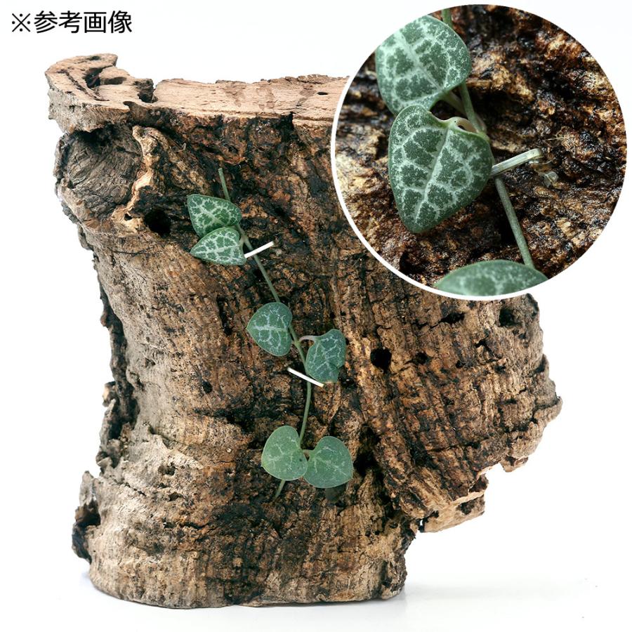 Leaf Corp クライマープランツ用 ステンレスピン 30個入り 着生植物