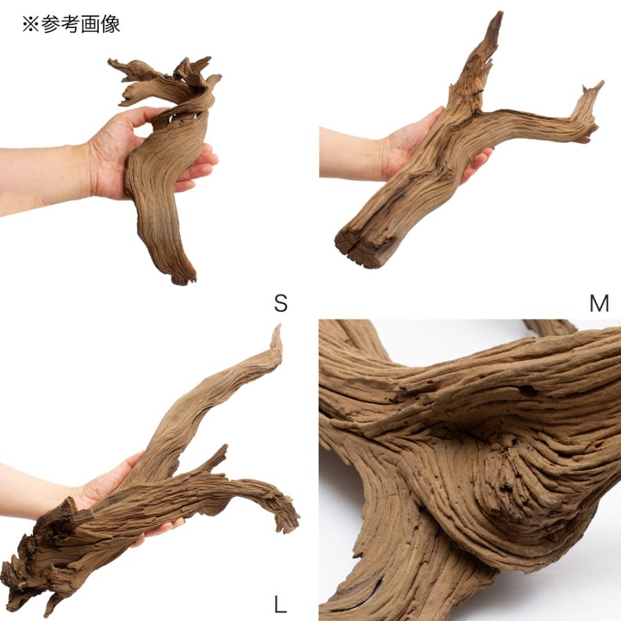 チャーム（charm） 煮込み済み ゴーストウッド Mサイズ 約40