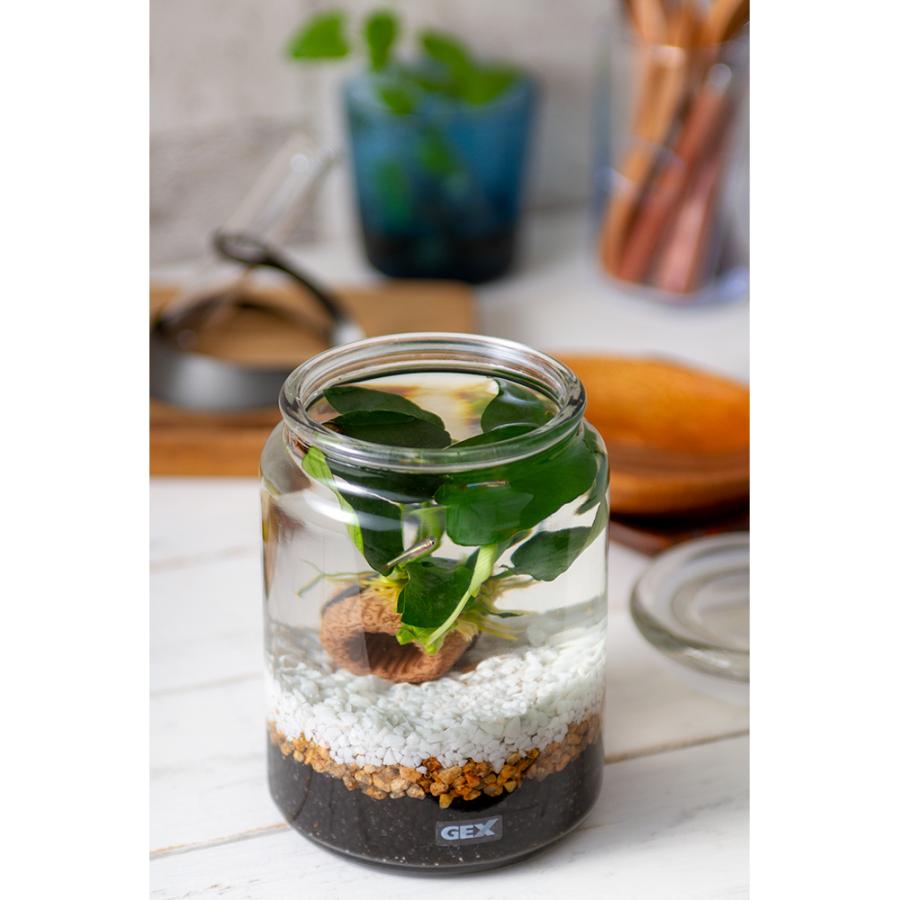 熱帯魚 水草 動画で作る 体験キット ｇｅｘシュガー アヌビアス アカヒレ 貝のセット 専用飼育水と餌付き 本州四国限定 チャーム Charm Paypayモール店 通販 Paypayモール