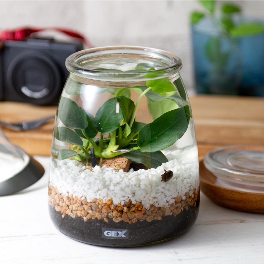 熱帯魚 水草 動画で作る 体験キット ｇｅｘミルク アヌビアス アカヒレ 貝のセット 専用飼育水と餌付き 本州四国限定 チャーム Charm Paypayモール店 通販 Paypayモール