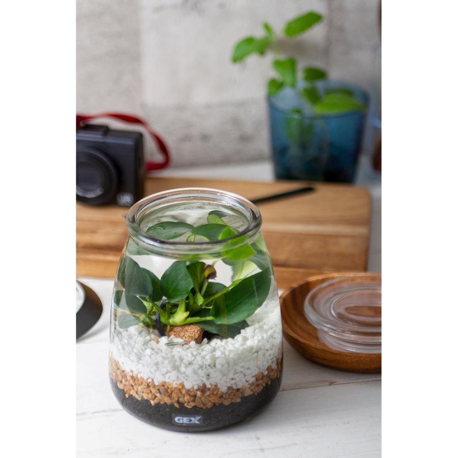 熱帯魚 水草 動画で作る 体験キット ｇｅｘミルク アヌビアス アカヒレ 貝のセット 専用飼育水と餌付き 本州四国限定 チャーム Charm Paypayモール店 通販 Paypayモール