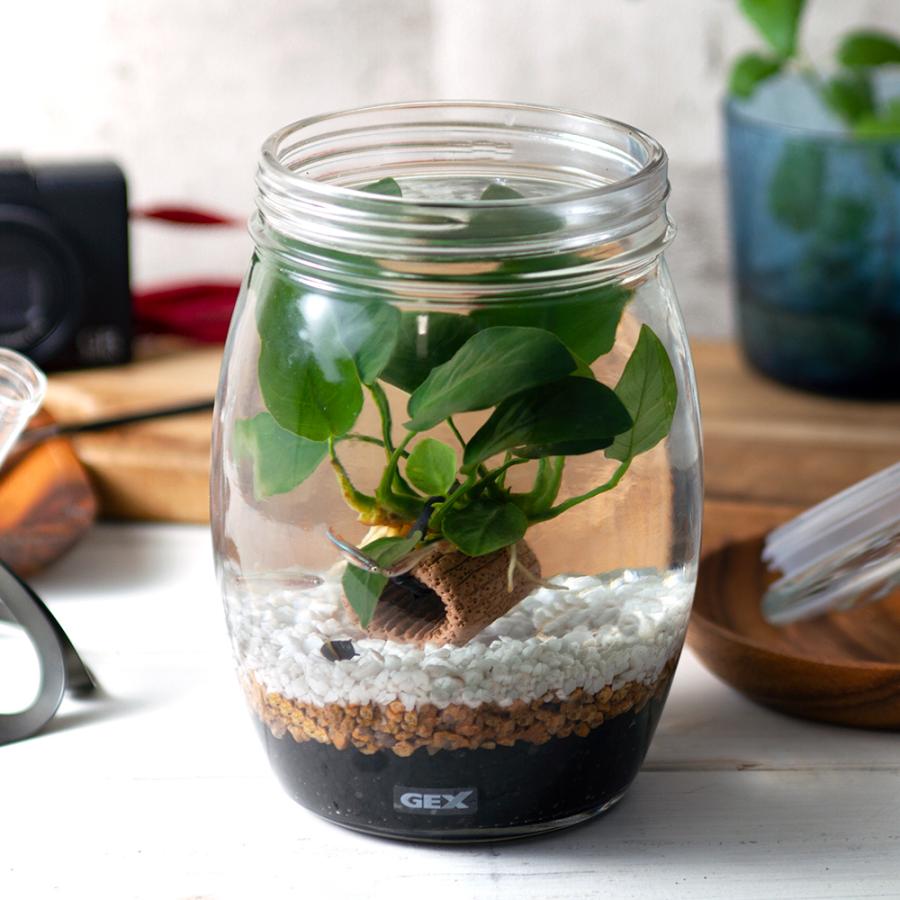 熱帯魚 水草 動画で作る 体験キット ｇｅｘハニー アヌビアス アカヒレ 貝のセット 専用飼育水と餌付き 本州四国限定 チャーム Charm Paypayモール店 通販 Paypayモール