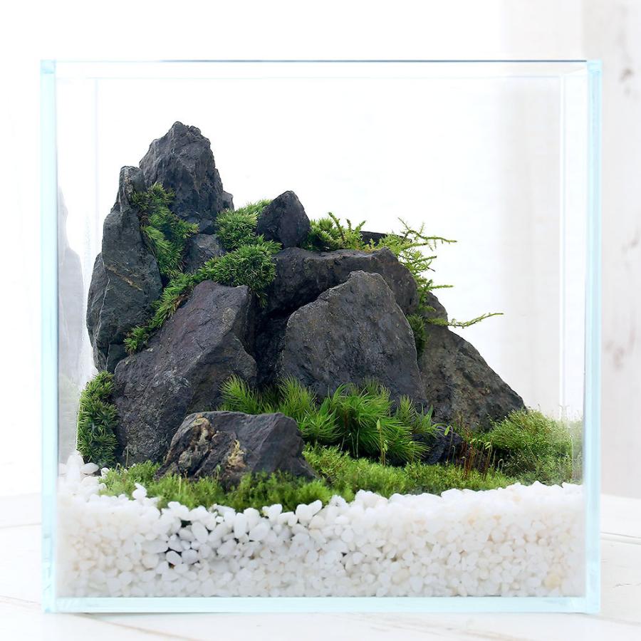 観葉植物 動画で作る 体験キット０４ 苔テラリウム ｓｎｏｗ 沖縄別途送料 チャーム Charm ヤフー店 通販 Yahoo ショッピング