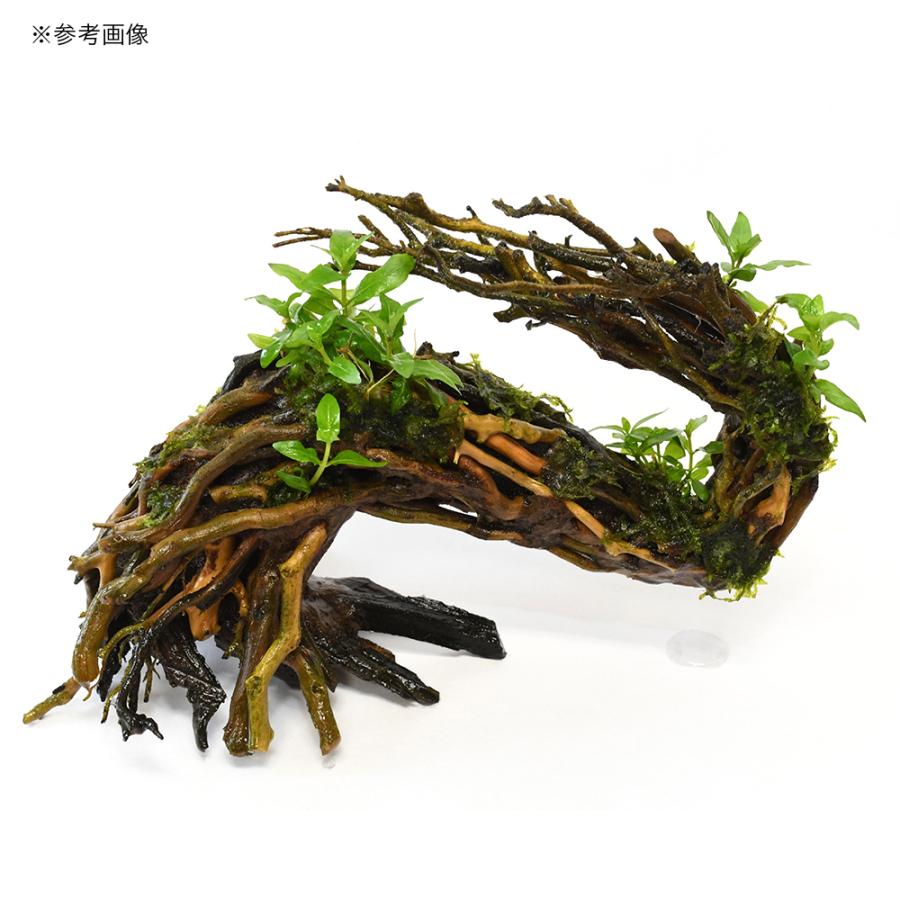 カミハタ 水景BONSAI 昇竜樹 Sサイズ 約22×15cm