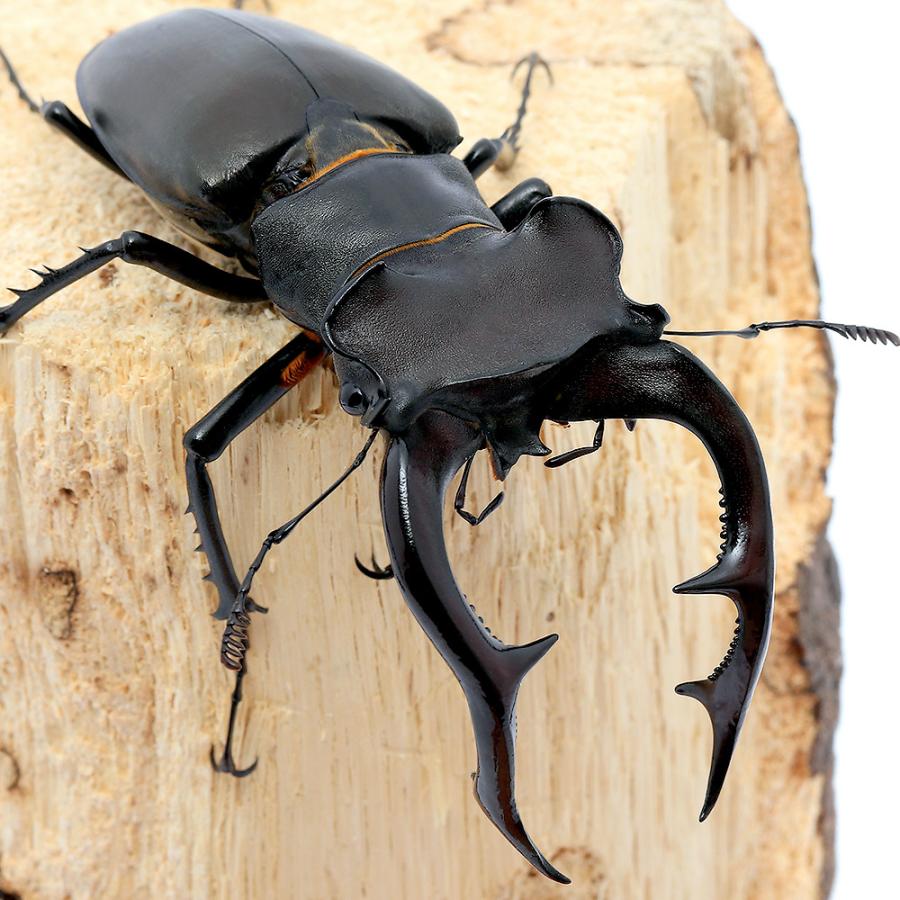 保存版 昆虫 アクベシアヌスミヤマクワガタ トルコ産 ８７ｍｍ １ペア 沖縄 離島 タイム便 航空便 楽天市場 Atempletonphoto Com