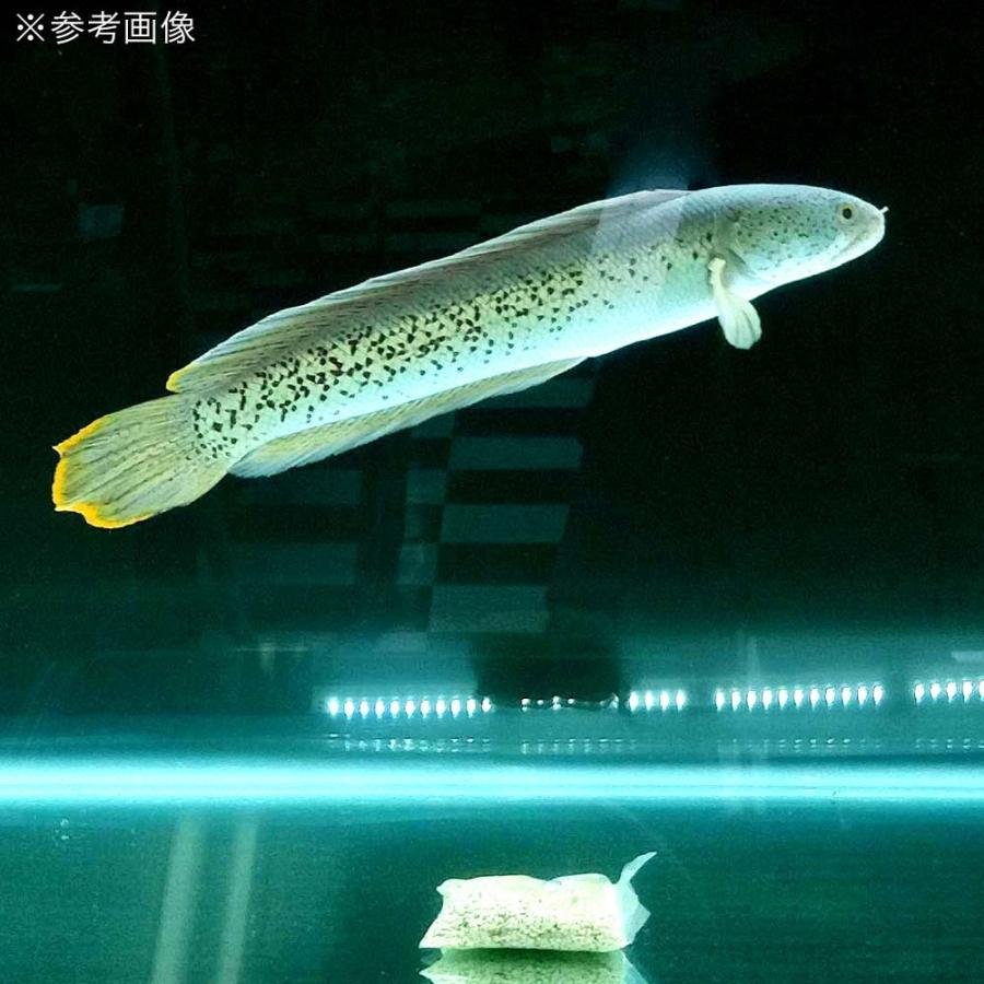 生きたバクテリア ばくとゼオライト １個入 ６０ｇ ３個 淡水 海水両用 メダカ チャーム Charm ヤフー店 通販 Yahoo ショッピング