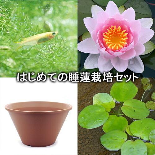 ビオトープ めだか はじめての睡蓮栽培セット ホランディア 陶鉢４４０ ヒメダカ 浮き草他 説明書付 本州四国限定 最大67 Offクーポン