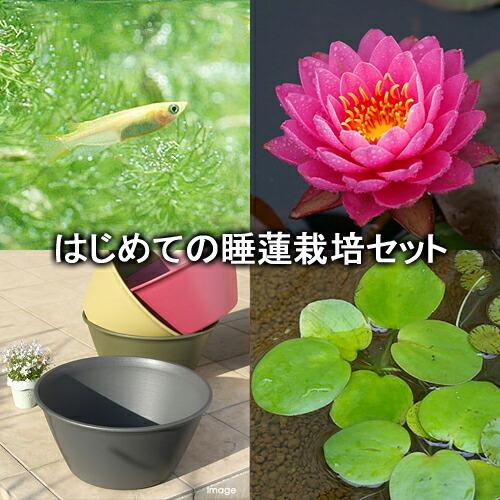 高級感 ビオトープ めだか はじめての睡蓮栽培セット ファイヤーオパール ライズ セサミグレー ヒメダカ 浮き草他 説明書付本州四国限定