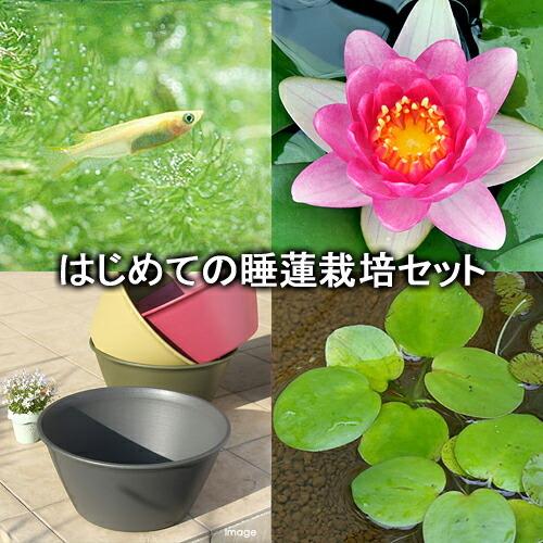 最大71 Offクーポン ビオトープ めだか はじめての睡蓮栽培セット マサニエロ ライズ セサミグレー ヒメダカ 浮き草他 説明書付 本州四国限定 Riosmauricio Com
