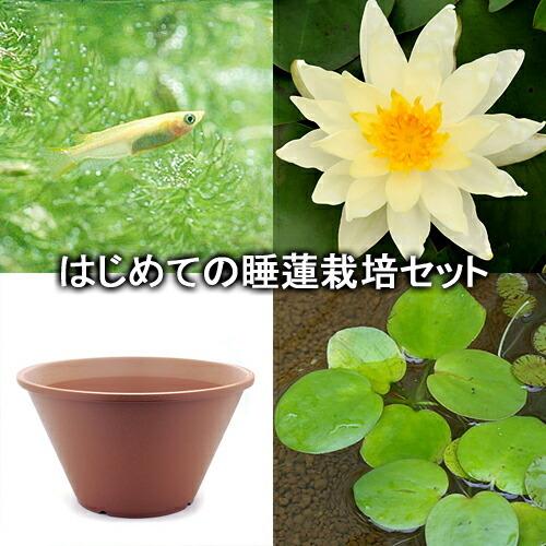 ビオトープ めだか はじめての睡蓮栽培セット サンライズ 陶鉢４４０ ヒメダカ 浮き草他 説明書付 本州四国限定 チャーム Charm ヤフー店 通販 Yahoo ショッピング
