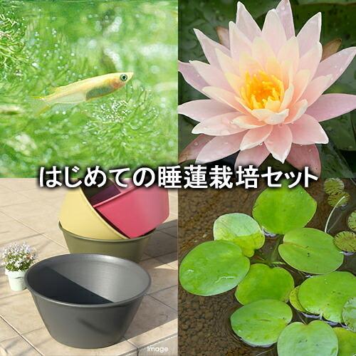 激安価格の ビオトープ めだか はじめての睡蓮栽培セット バーバラ ドビンス ライズ セサミグレー ヒメダカ 浮き草他 説明書付 本州四国限定