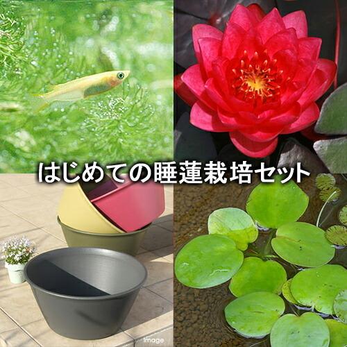 世界有名な ビオトープ めだか はじめての睡蓮栽培セット ジェームズ ブライドン ライズ セサミグレー ヒメダカ他 説明書付 本州四国限定