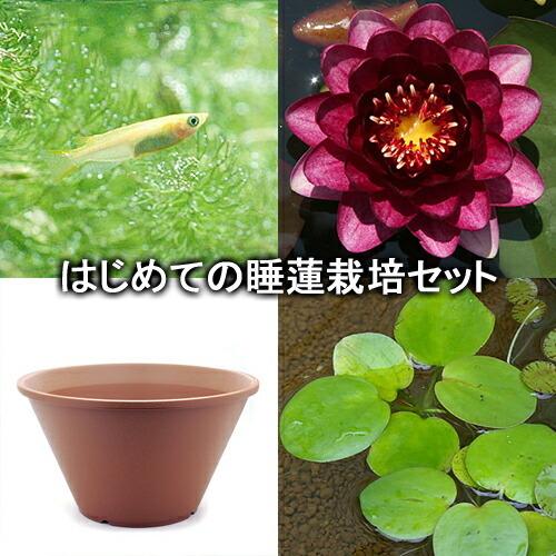 ビオトープ めだか はじめての睡蓮栽培セット オールモスト ブラック 陶鉢４４０ ヒメダカ 浮き草他 説明書付 本州四国限定 モデル着用 注目アイテム
