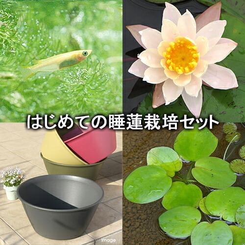 1545円 安心発送 ビオトープ めだか はじめての睡蓮栽培セット ピーチ リリー ライズ セサミグレー ヒメダカ 浮草他 説明書付 本州四国限定